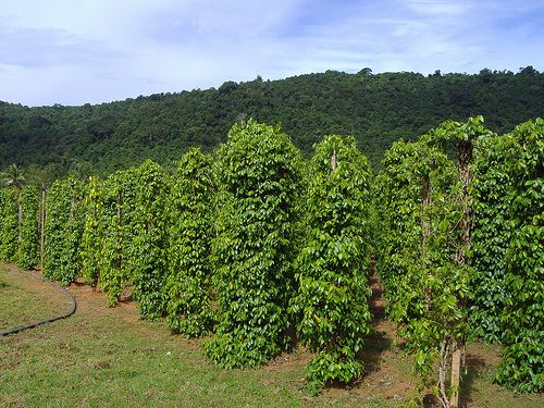 Black Pepper Harvest